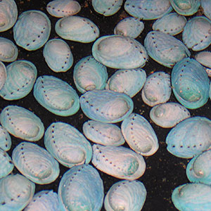 abalone shell