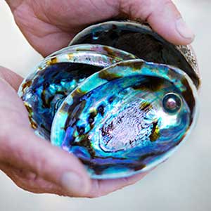 paua shell